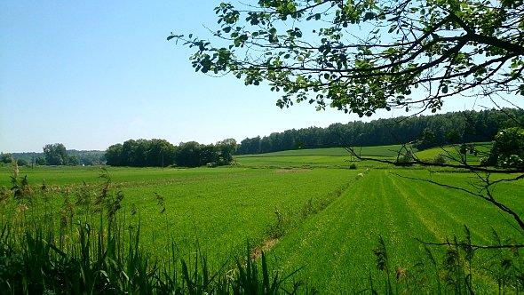 Zielone roztoczańskie pola