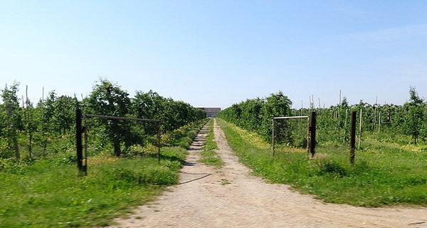Liczne sady w okolicach Platerowa