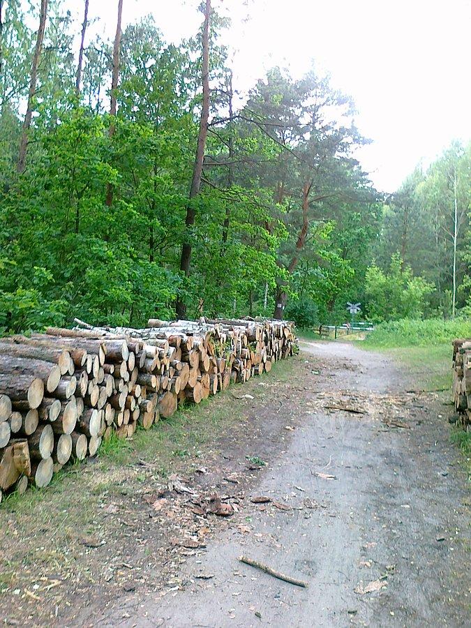 Trwa wycinka lasu
