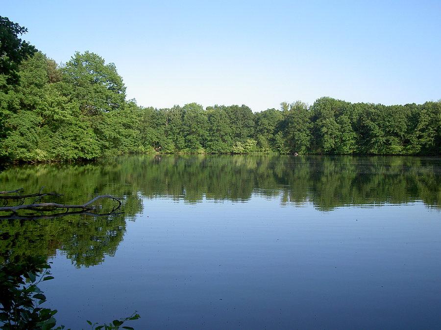 Starorzecze odry