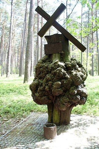 Zbrodnia w Piaśnicy popełniona w Puszczy Darżlubskiej na zachód od szosy Wejherowo - Krokowa
