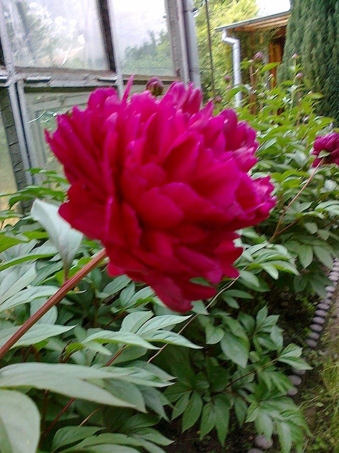 Peonia zwana popularnie piwonią