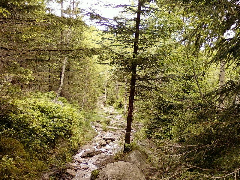 Szlak do Borowic