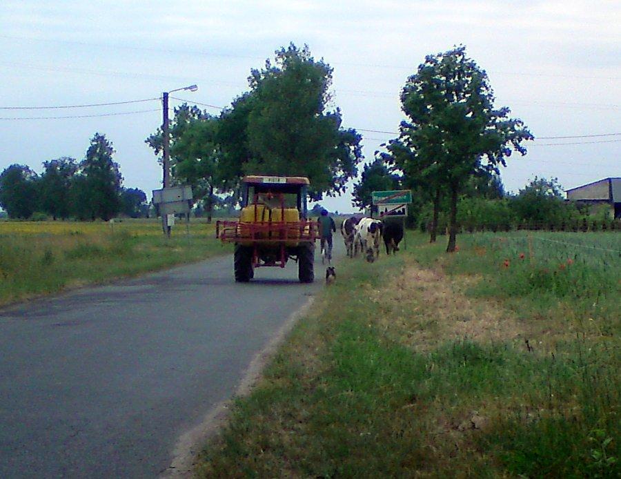 Pochód krów, psów i traktorów