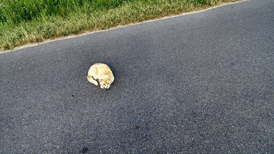 Przechodził przez drogę i zamiast uciekać to się połozył :)