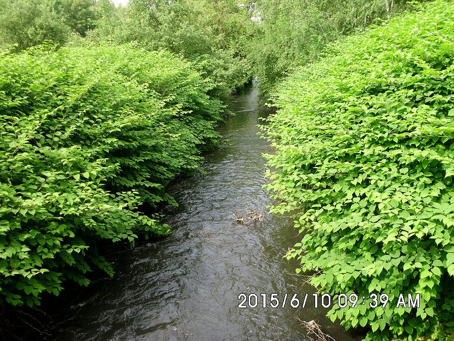 Bytomka (trochę śmierdzi)