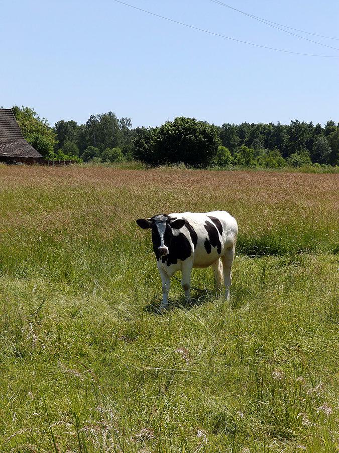 Krowa