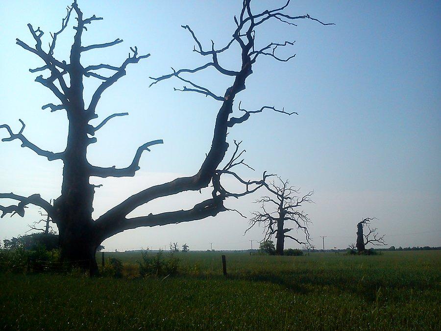 Aleja (martwych) dębów !