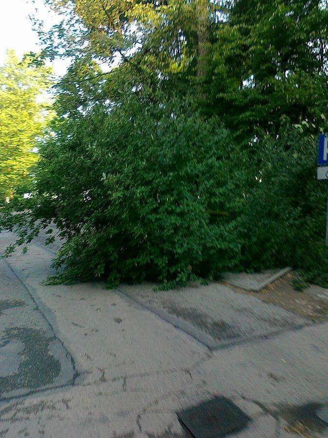 Efekt wczorajszej burzy- przewrócone drzewo w Ózarowie