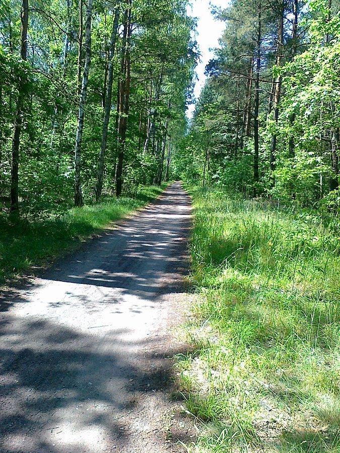 Upalne południe w lesie