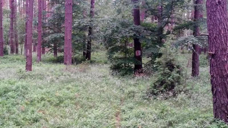 Szlaku spod zielska nie widać