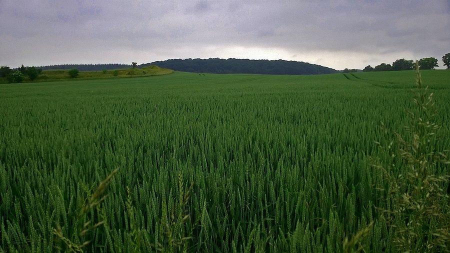 Zielona pola Maklemburgii
