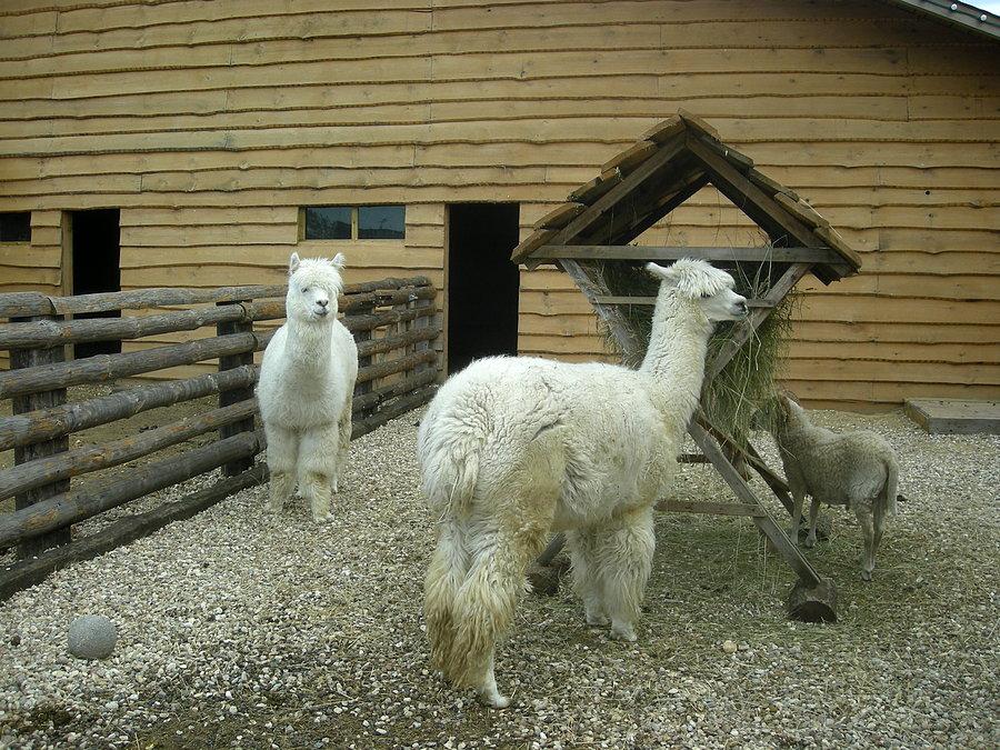 Mini zoo na Folwarku Kamyk