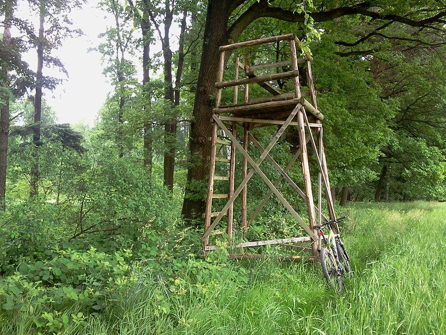 Przez las w Rychułdzie