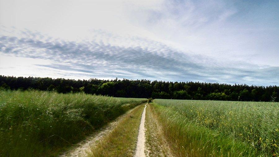 W drodze do Grzędzic