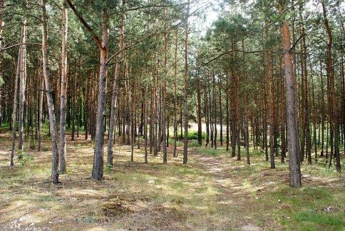 W lasku w okolicach Ujazdu