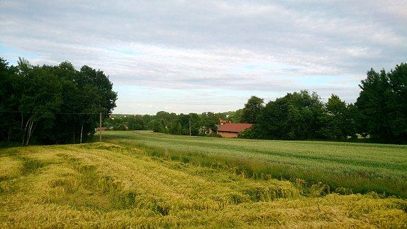 Pola w Iżycach