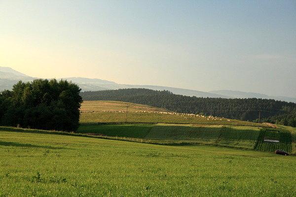 Owce w Skrudzinie