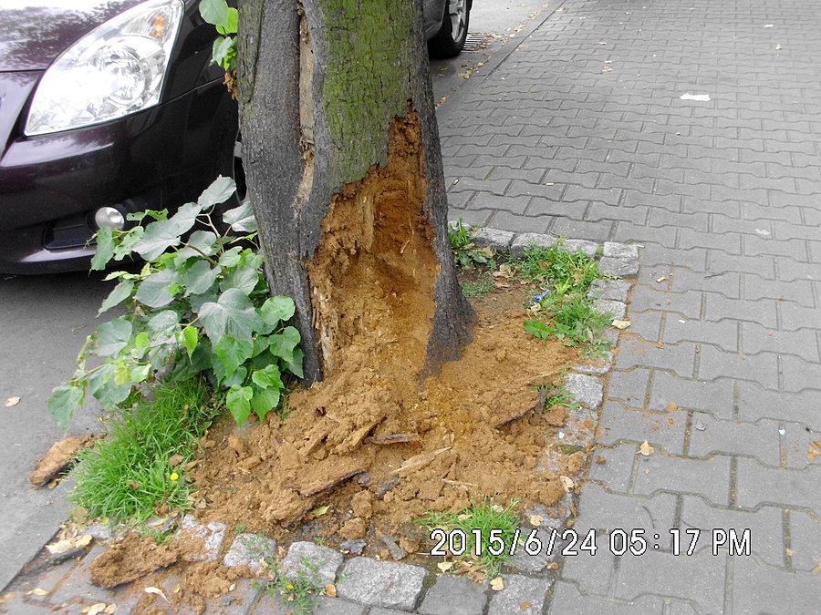 Spróchniałe drzewo do wycinki - w Chorzowie przy ulicy Krzywej