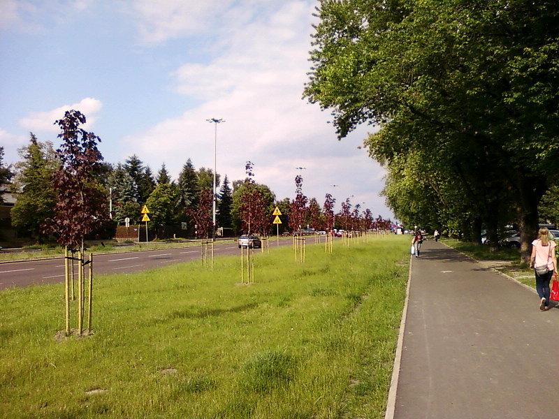 Nowe nasadzenia przy Julianowskiej