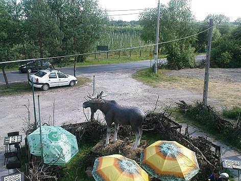 Łoś widziany z sali bilardowej "Pod łosiem"
