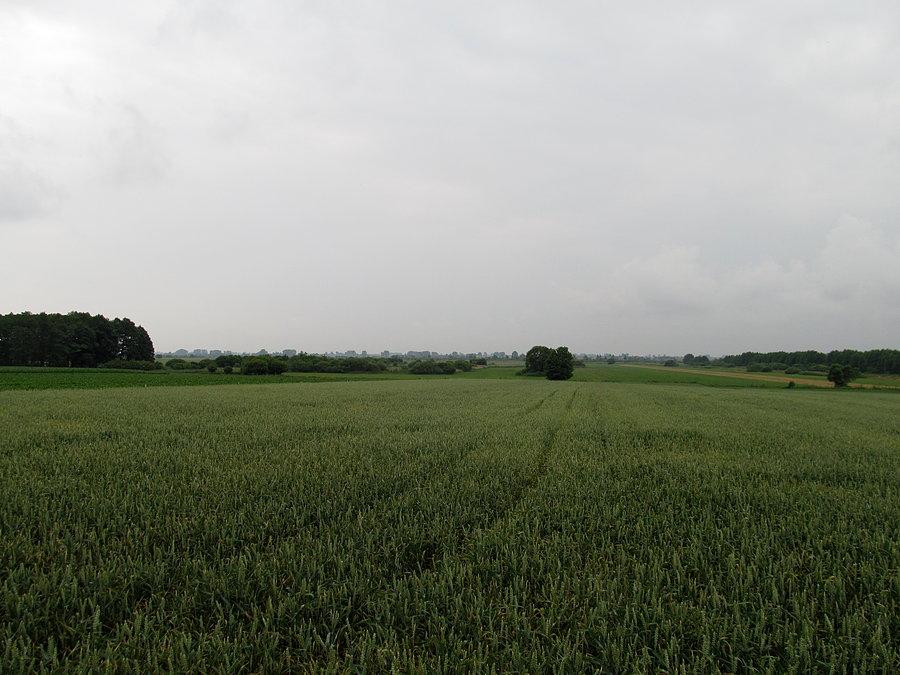 Widok na Pradolinę W-B widok od strony Nędzerzewa