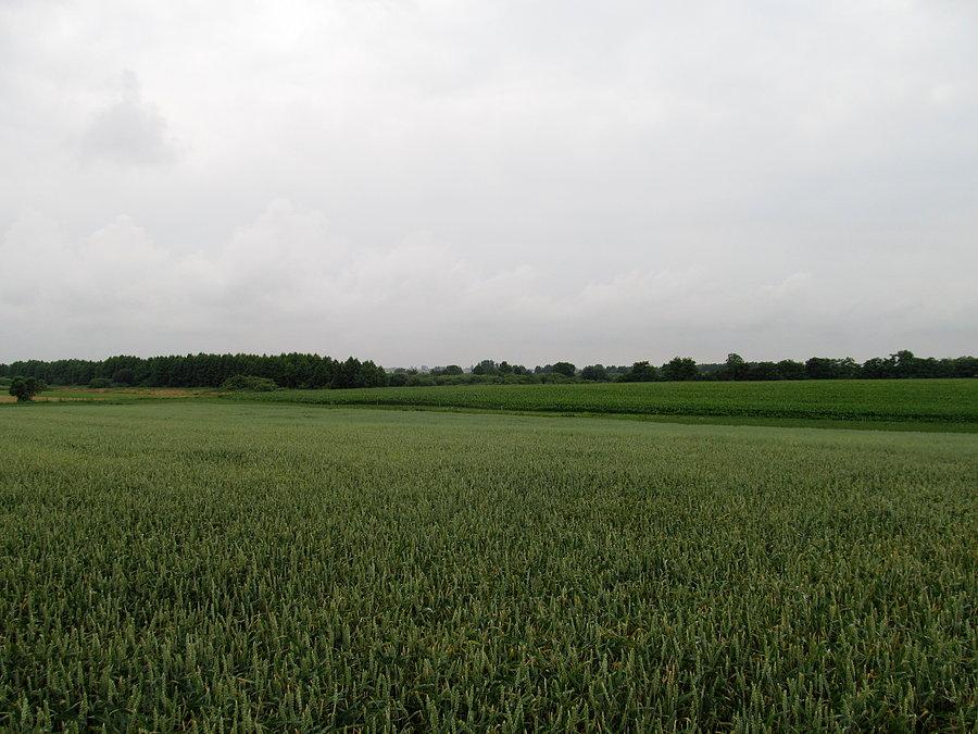 Widok na Pradolinę W-B widok od strony Nędzerzewa
