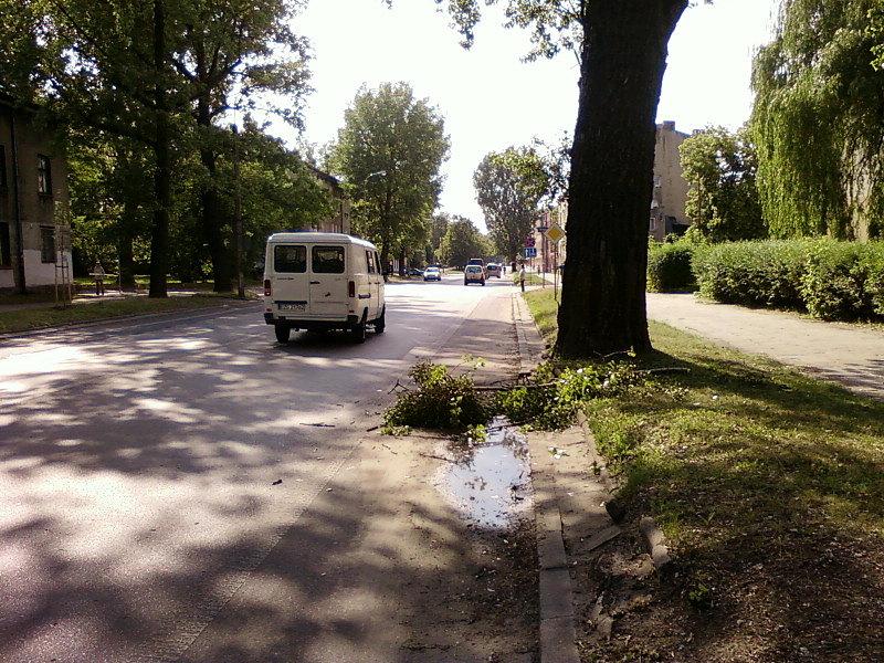 Gałąź na pasie rowerowym