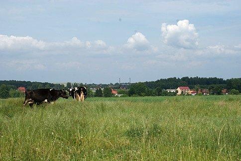 Pola i krówki