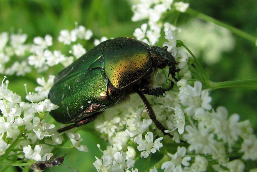 Magurska Cetonia