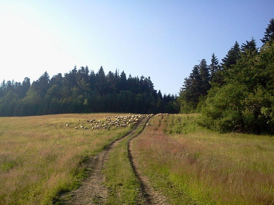 Są i owieczki