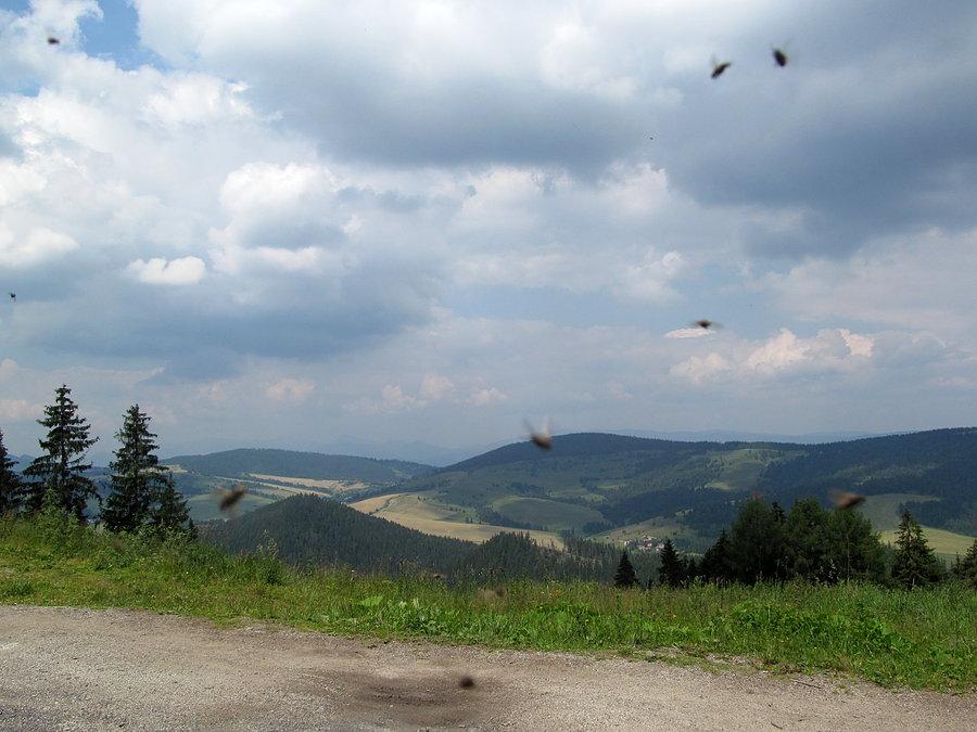 Nasze towarzyski