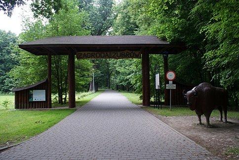 Do pszczyńskiej Zagrody Żubrów