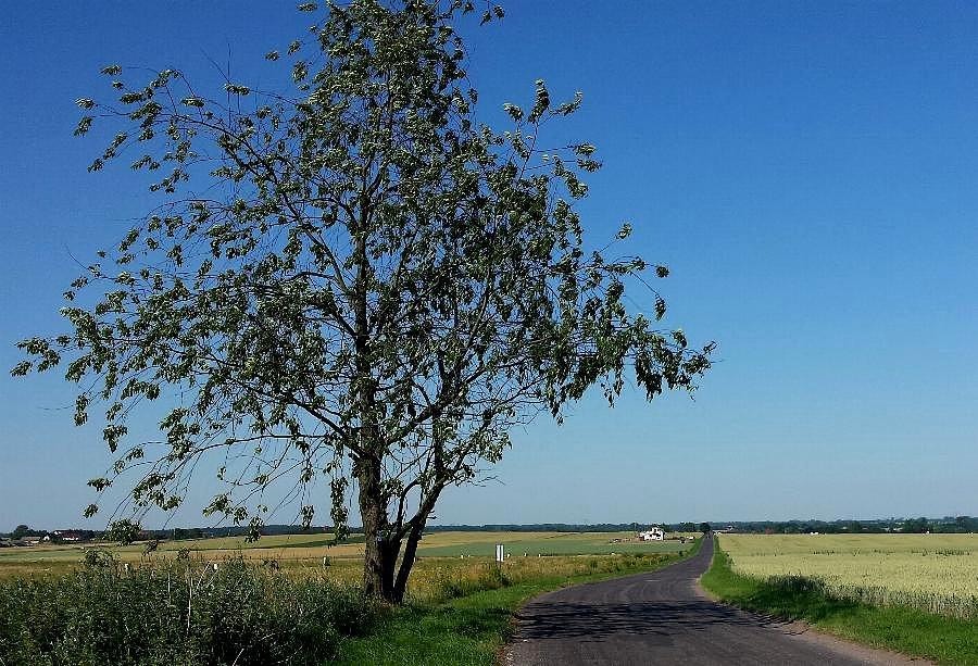 Samotne drzewo na drodze do Żarowa z Grzędzic
