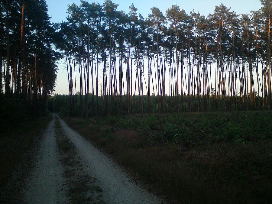 W stobrawskich lasach