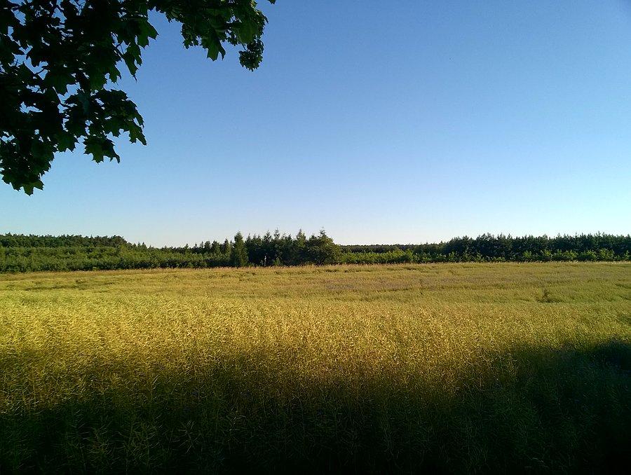 Przed Szreniawą