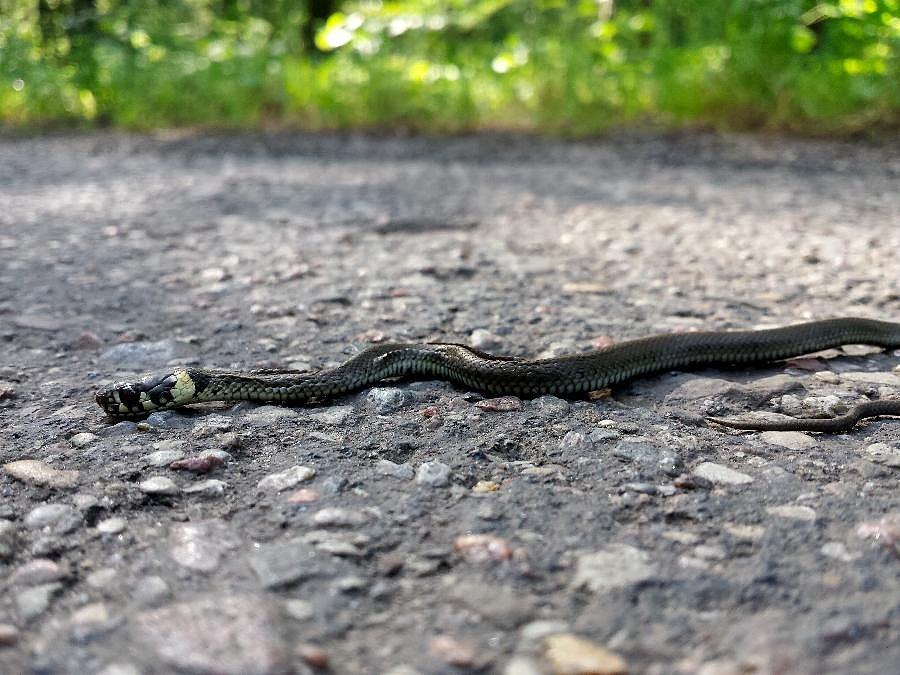 Mały zaskroniec na drodze do Sowna