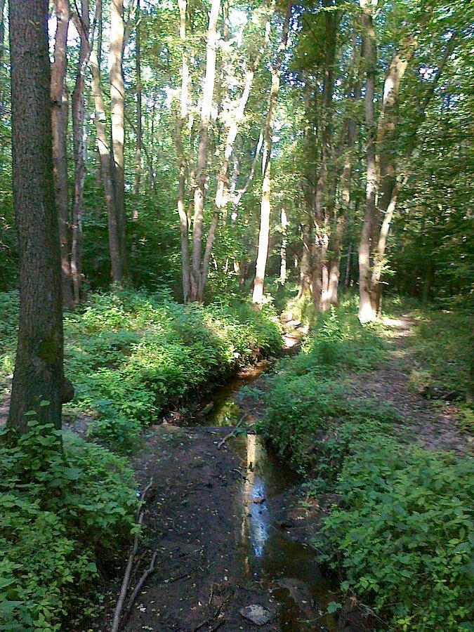 Przyjemny chłód nad strumykiem