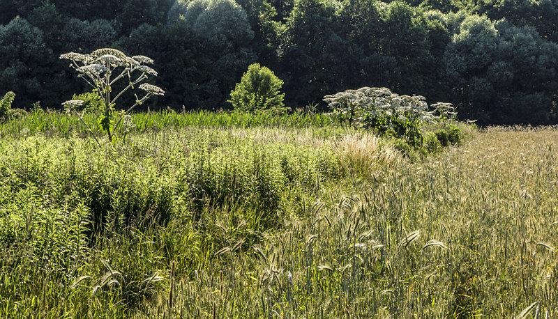 Na polach gdzieniegdzie jeszcze go widać
