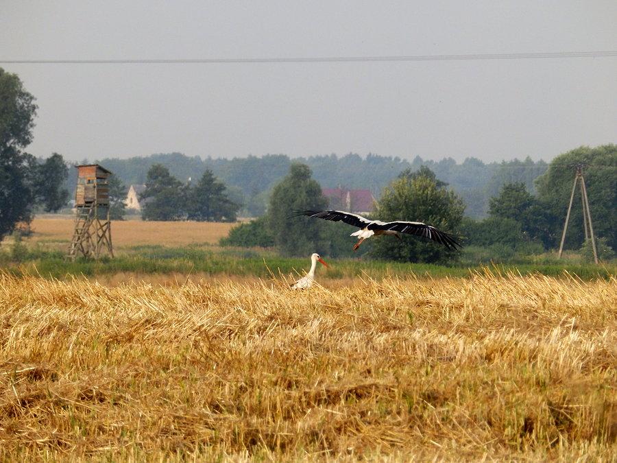 Pora śniadania
