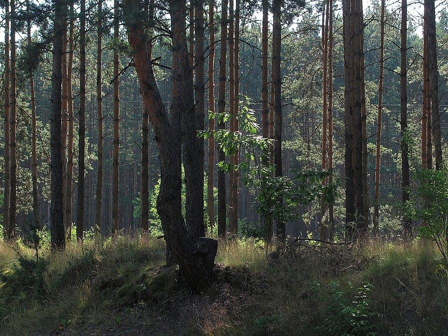 Świętokrzyskie pachnie sosną