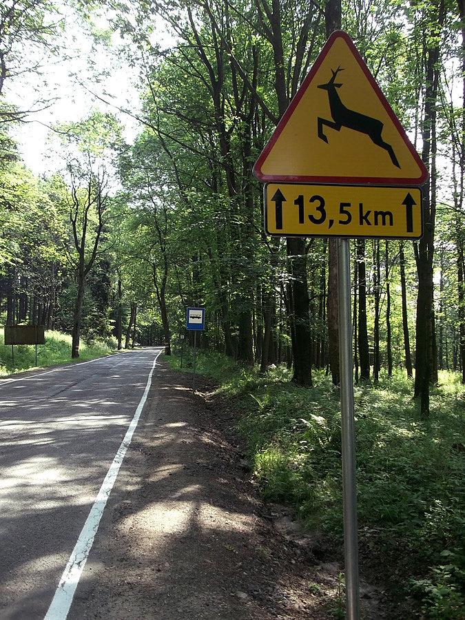 Wjeżdżamy w dzikie ostępy