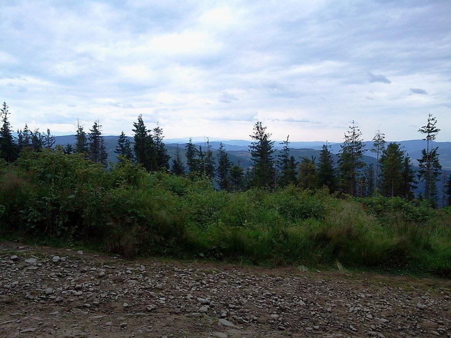 Widoczek