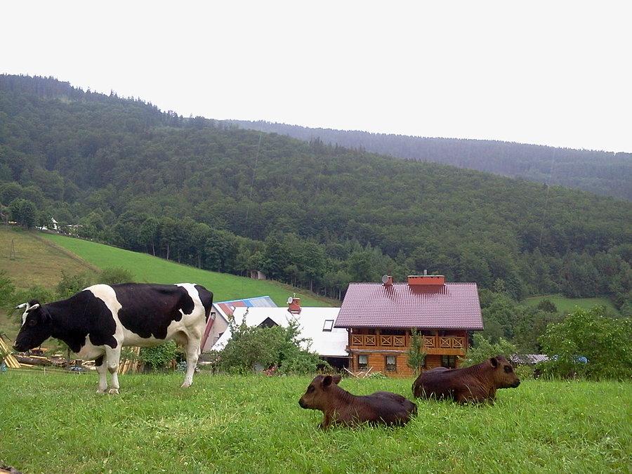 Krowy na Przełęczy Bucznik (Gahura)