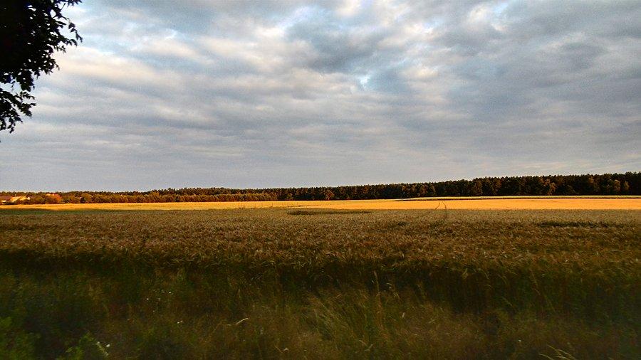 W drodze nad Miedwie
