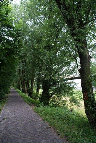 Wzdłuż tej alei parkowej drzewa mają numerki od 1 do 40, czyżby przymierzali się do wycinki?