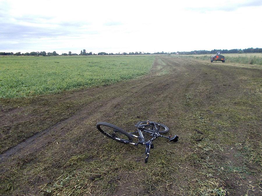 Groszkowe pole doczekało się żniwa :-(