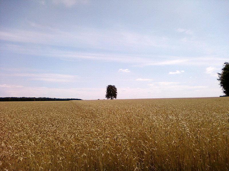 Drzewo pośród pól