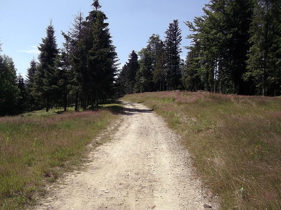 Zielony szlak