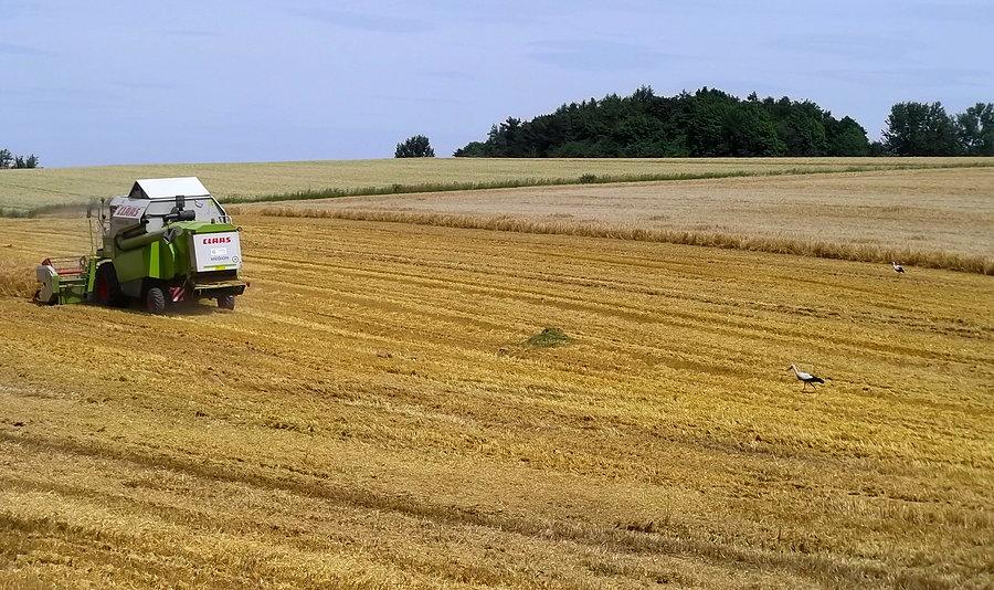 Pola w okolicy Nawa Cerekwia